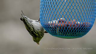 Eurasian siskin Spinus spinus سميلى חרפי [upl. by Ardnoet]