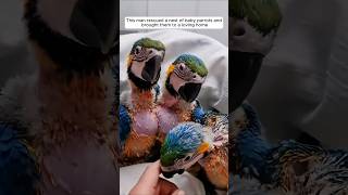 This man rescued a nest of baby parrots and brought them to a loving home animalshorts [upl. by Lula]