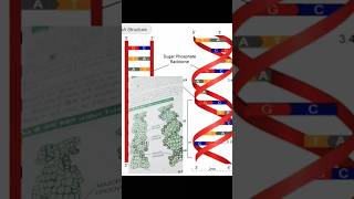 Polynucleotide chaingk [upl. by Johnathan723]