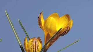 Crocus flower opening time lapse [upl. by Hoskinson598]