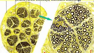 Introduction to Particular Histology Nerve system  1 Videolecture by Zimatkin 11 [upl. by Flower691]