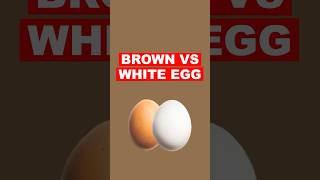 White VS Brown Eggs Explained [upl. by Xed]