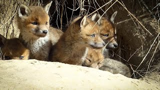 Babyfoxes bonus scenesSupercute [upl. by Nomal]