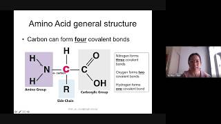 Peptide bond formation and hydrolysis [upl. by Neroled586]