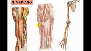 PEXO BRAQUIAL 2  N MEDIANOavi [upl. by Currey934]