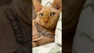 “I tattooed MY CAT” 🙀 reacts [upl. by Auqinot109]