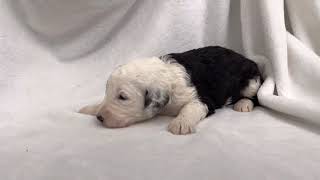 Cute Sheepadoodle Puppy Practicing Her Bark [upl. by Eelreveb913]