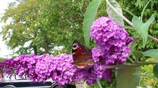 Peacock Butterflies on the Moor Wirksworth Derbyshire [upl. by Adnilak]