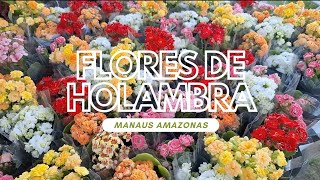 FLORES DE HOLAMBRA EM MANAUS AMAZONAS [upl. by Acissaj674]