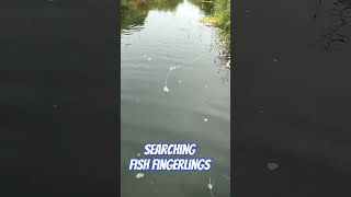 fishing searching freshwater miniature fish Philippines [upl. by Aihk68]