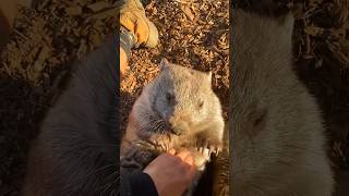 Like BareNose Wombat  Vombatus Ursinus [upl. by Iatnahs]