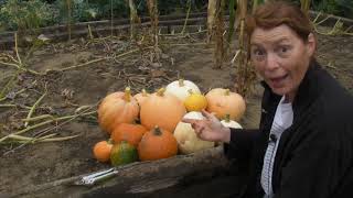 Harvesting Pumpkins Part 444 Claires Allotment [upl. by Laroc]