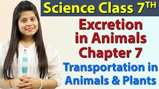 Excretion in Animals  Chapter 7  Transportation in Animals and Plants  Science Class 7th NCERT [upl. by Spillar133]