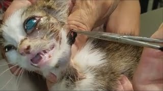 Botfly Larva Removal From Animals Kittens Rabbit Squirrel [upl. by Hephzipa396]