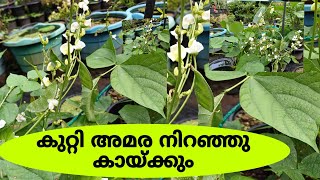 കുറ്റി അമര കൃഷി  bush dolichos  നമ്മുടെ ഏദൻ തോട്ടം [upl. by Kcitrap]