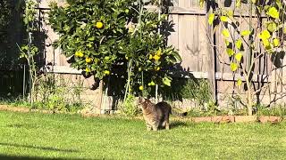 Cat with a primordial pouch walking around the backyard [upl. by Aneeroc]