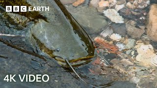 The Fish That Hunts Pigeons  4K UHD  Planet Earth II  BBC Earth [upl. by Emearg]