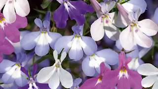 Get to Know Lobelia  Part SunLoving Plants [upl. by Issej]