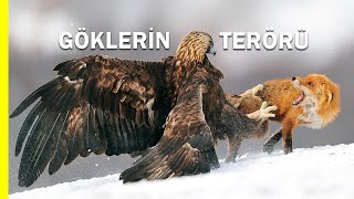 Kartal Kartalların Beslenme Çılgınlığı [upl. by Enyal]