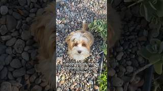 Puppy Potty Outside from Inside puppy puppypottytraining redhavanese havanese [upl. by Uyerta]