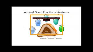 Adrenal Incidentaloma Approach and management [upl. by Bickart797]