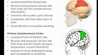 The Brain  Parietal Lobe [upl. by Volnak]