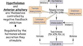 Lec3 Endocrinology [upl. by Siouxie]