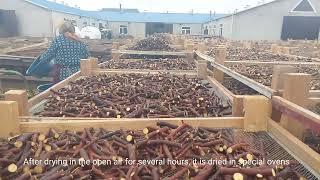 LICOFUL FZE Licorice Root Producing ProcessLicorice Root CuttingWashingDrying and Packing process [upl. by Maribelle]