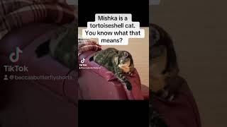 Mishka is a torti with all the ‘tude 😾😂 foryou fatcat happy funnycatvideos [upl. by Weinrich]