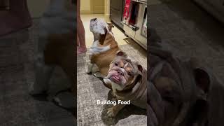 Bulldog Meal Prep bulldog englishbulldog dogfood mealprep puppy [upl. by Tisman]