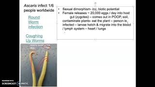 Bio 112 Phylum Nemertea Part 2 [upl. by Schwitzer]