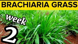 Week 2 How To Grow Brachiaria Grass  Mulato Grass Wonderful Feed For Livestock Farming [upl. by Darya830]