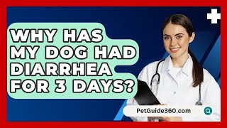 Why Has My Dog Had Diarrhea For 3 Days  PetGuide360com [upl. by Cartwright]