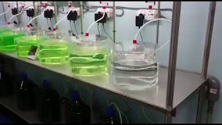 Toxicity Test on Industrial Effluent using Daphnia Fish [upl. by Aligna674]