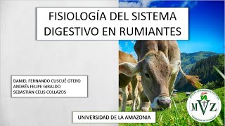 Fisiología del sistema digestivo en Rumiantes en 5 minutos [upl. by Prissy166]