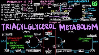 TAG Metabolism  Lipid Metabolism 01  Biochemistry  PP Notes  Lehninger 6E Ch 171 amp 212 [upl. by Enajaras]