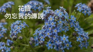 花語  勿忘我的傳說 [upl. by Amery]