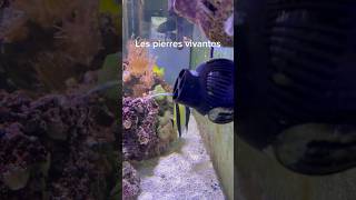 Les pierres vivantes aquarium recifal [upl. by Okihcim579]