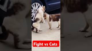 A fight between two catscatcatskittencatlover youtubeshorts shortstrendingfunnyfunnycats [upl. by Devan973]