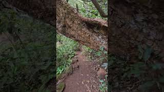 Beautiful waterfall track in goa INDIA🌳🌲🏞⛰️📍goa waterfall junglesafari jungleadventure [upl. by Enailil]