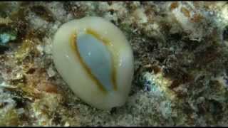 French Polynesian COWRIES [upl. by Talmud466]