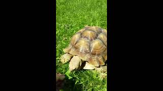 keeping a Sulcata Tortoise in Wisconsin winters [upl. by Eivla920]