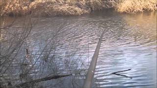 GUIDE TO POLE FISHING ON RIVERS THE POLE FEEDER [upl. by Bogie741]