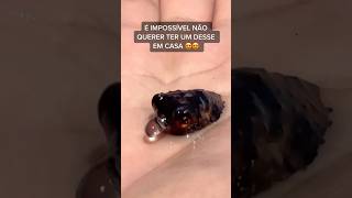 Encontrei em uma praia o peixinho mais fofo do mundo Impossível você não querer um desse peixes [upl. by Naed8]