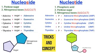 Learn Nucleoside and Nucleotide with one Shortcut  Nucleoside vs Nucleotide [upl. by Arianne]