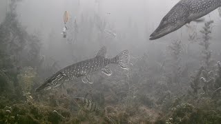 INSANE Underwater Footage Ice Fishing NORTHERN PIKE with 5 of DIAMONDS [upl. by Solahcin442]