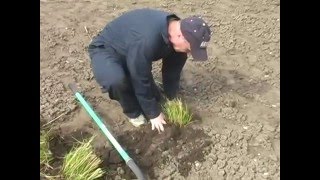 How to Divide Ornamental Grasses [upl. by Aerdnael]