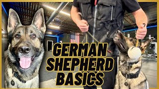 German Shepherd BASIC Training A LEASH  A BALL [upl. by Fowkes]