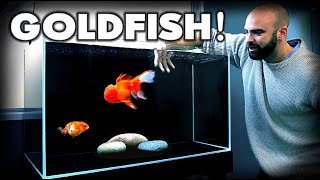 MAKING a FANCY GOLDFISH AQUARIUM Ranchu amp Oranda  MD Fish Tanks [upl. by Tawney]