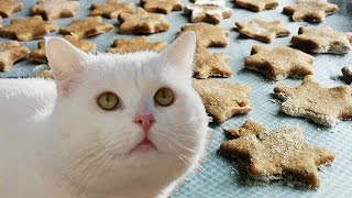 GALLETAS PARA GATOS CASERAS ATUN ★ PetDarling Golosinas 1 [upl. by Baker]